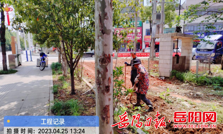 这里有支绿化环境整治“攻坚队”火狐电竞(图1)