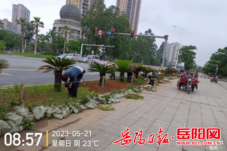 这里有支绿化环境整治“攻坚队”火狐电竞(图2)