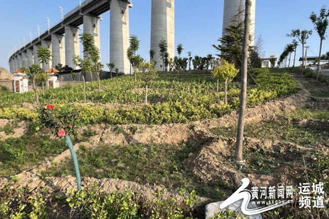 火狐电竞河津市阳村街道绿化农村道路环境 提升乡村道路颜值(图2)