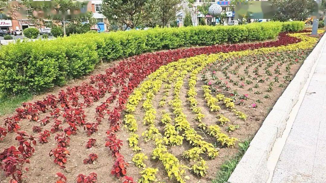 火狐电竞安图县：城区绿化美化提档升级增“颜值”(图3)