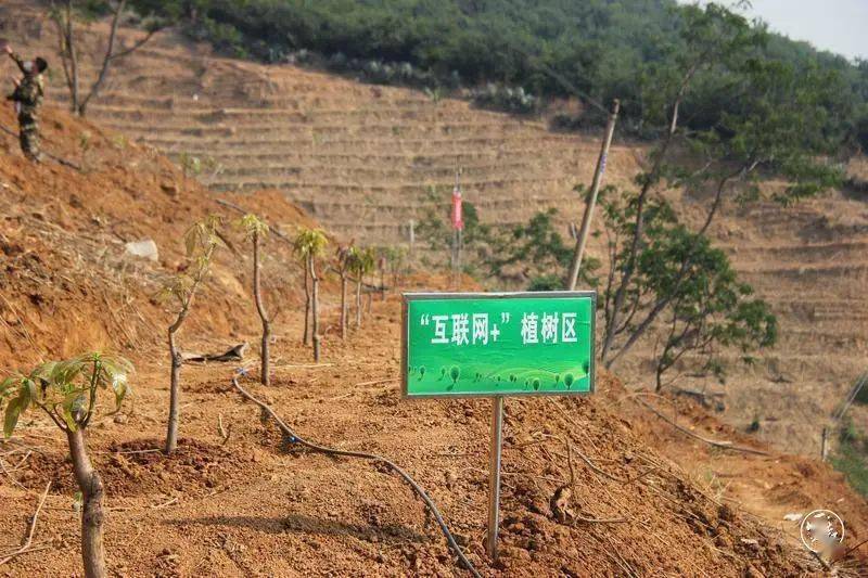 怒江州：城乡绿化美化行动扮靓沟谷火狐电竞山坡(图3)
