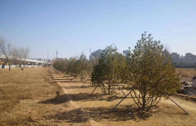 石景山提前完成火狐电竞第一道绿化隔离地区还绿年度任务(图2)