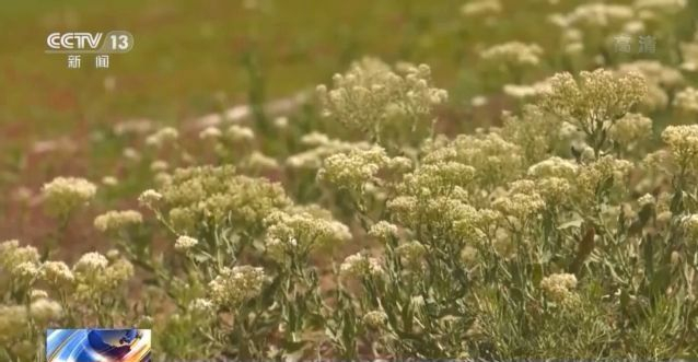 火狐电竞第43个植树节来了！我国国土绿化成效如何？来看→(图2)