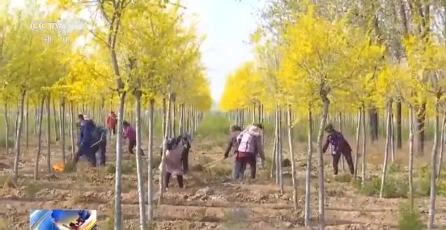 火狐电竞第43个植树节来了！我国国土绿化成效如何？来看→(图6)