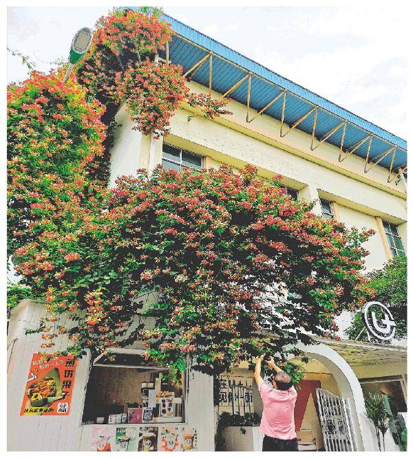桂林大力发展立体绿化拓展城市绿色火狐电竞空间(图1)