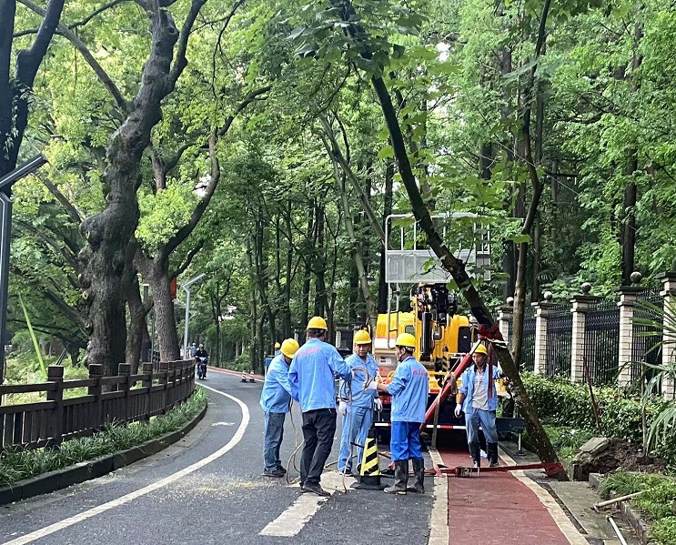 3火狐电竞层楼高的树“歪脖子”绿化部门来“扶正”(图1)