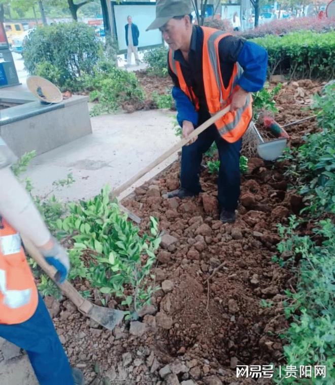 经开区建管局：扎实做好城市绿化管养工作火狐电竞(图1)
