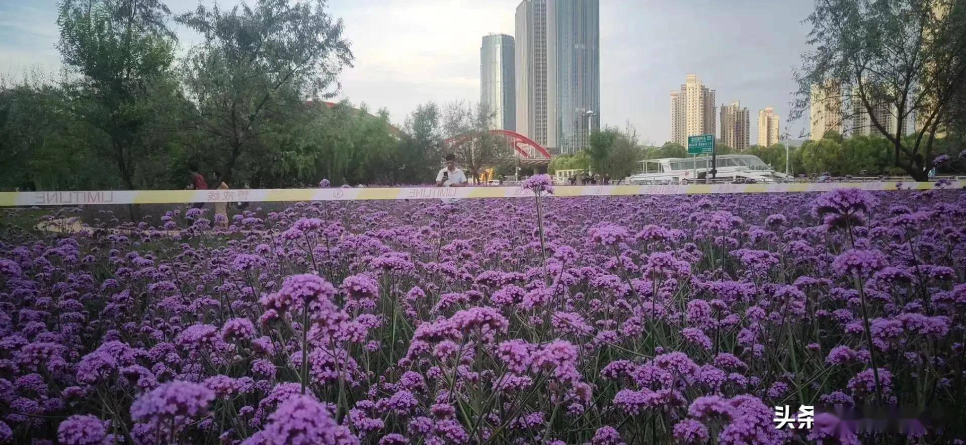 兰州养花人_公园_种植_绿化火狐电竞(图4)