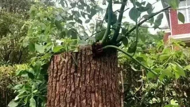 火狐电竞一棵树引发的罚款！上海大爷种了一棵香樟树结果被罚14万多！(图4)