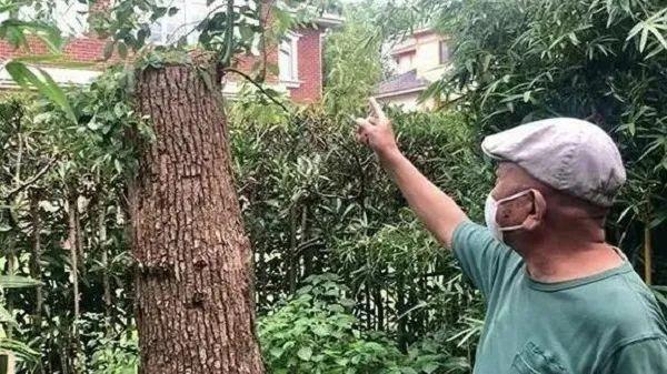 火狐电竞一棵树引发的罚款！上海大爷种了一棵香樟树结果被罚14万多！(图2)