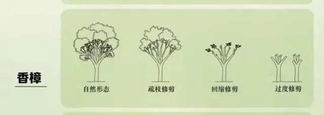 火狐电竞一棵树引发的罚款！上海大爷种了一棵香樟树结果被罚14万多！(图12)