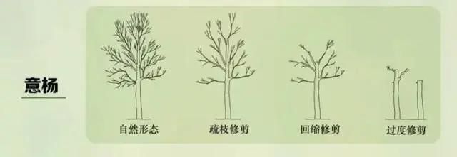 火狐电竞一棵树引发的罚款！上海大爷种了一棵香樟树结果被罚14万多！(图13)