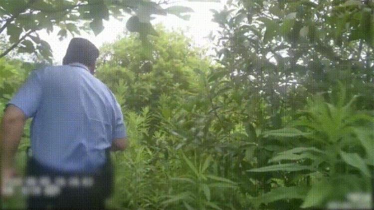 火狐电竞男子在绿化带迷路被困3天杭州园林部门回应(图1)