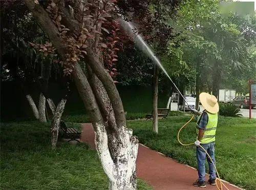 夏季绿化养护忙城管护绿送清凉火狐电竞(图1)
