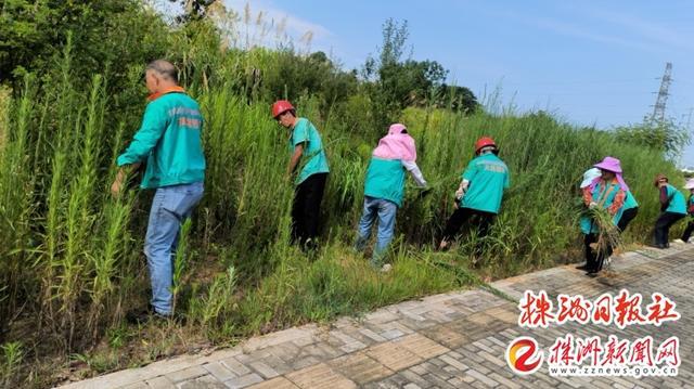 芦淞区园林绿化中心：烈日下坚守的“绿衣人”火狐电竞(图2)