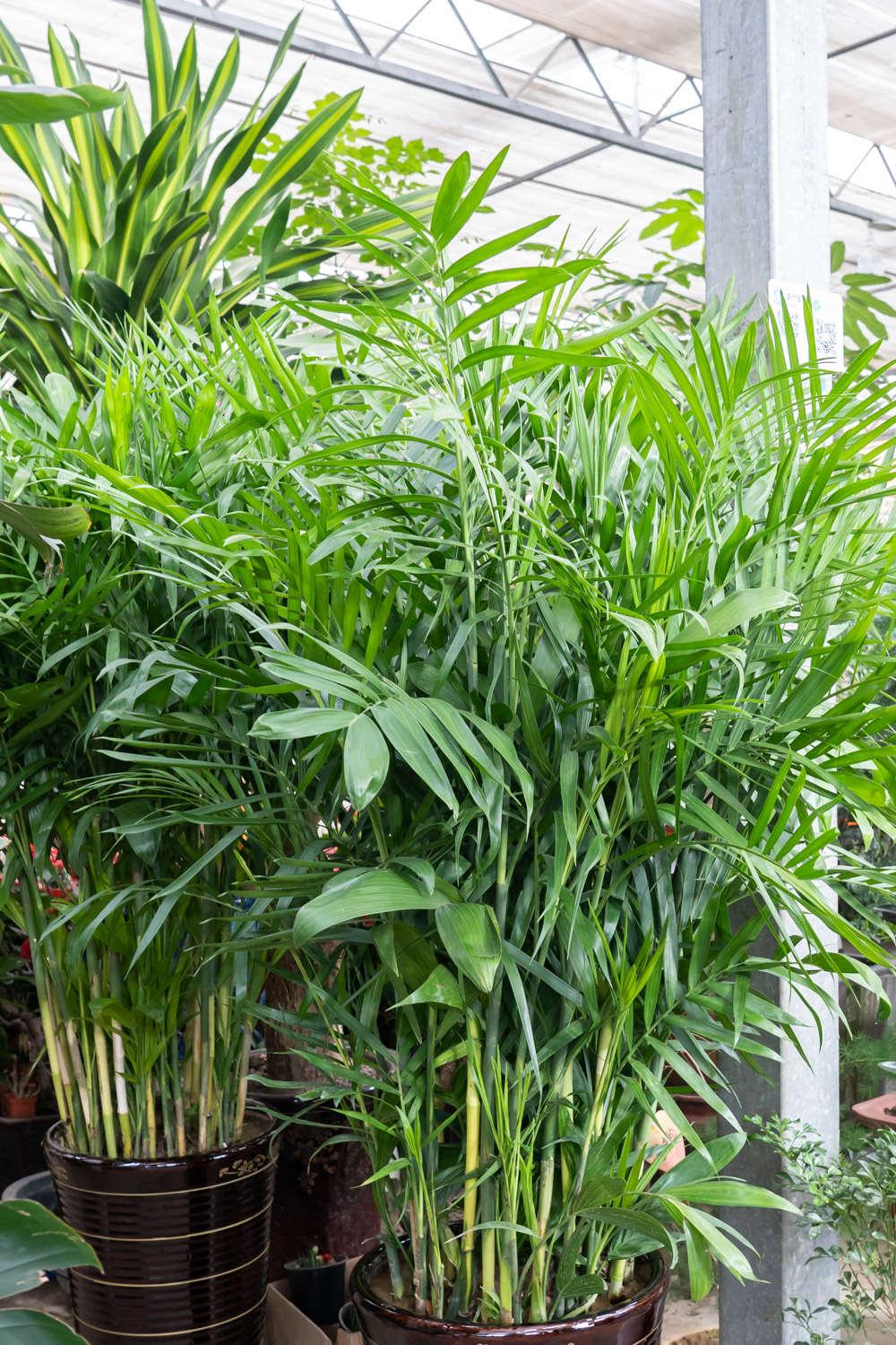 火狐电竞绿植种类(图1)