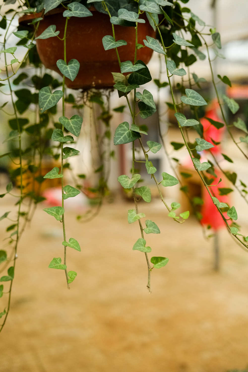 火狐电竞绿植种类(图2)