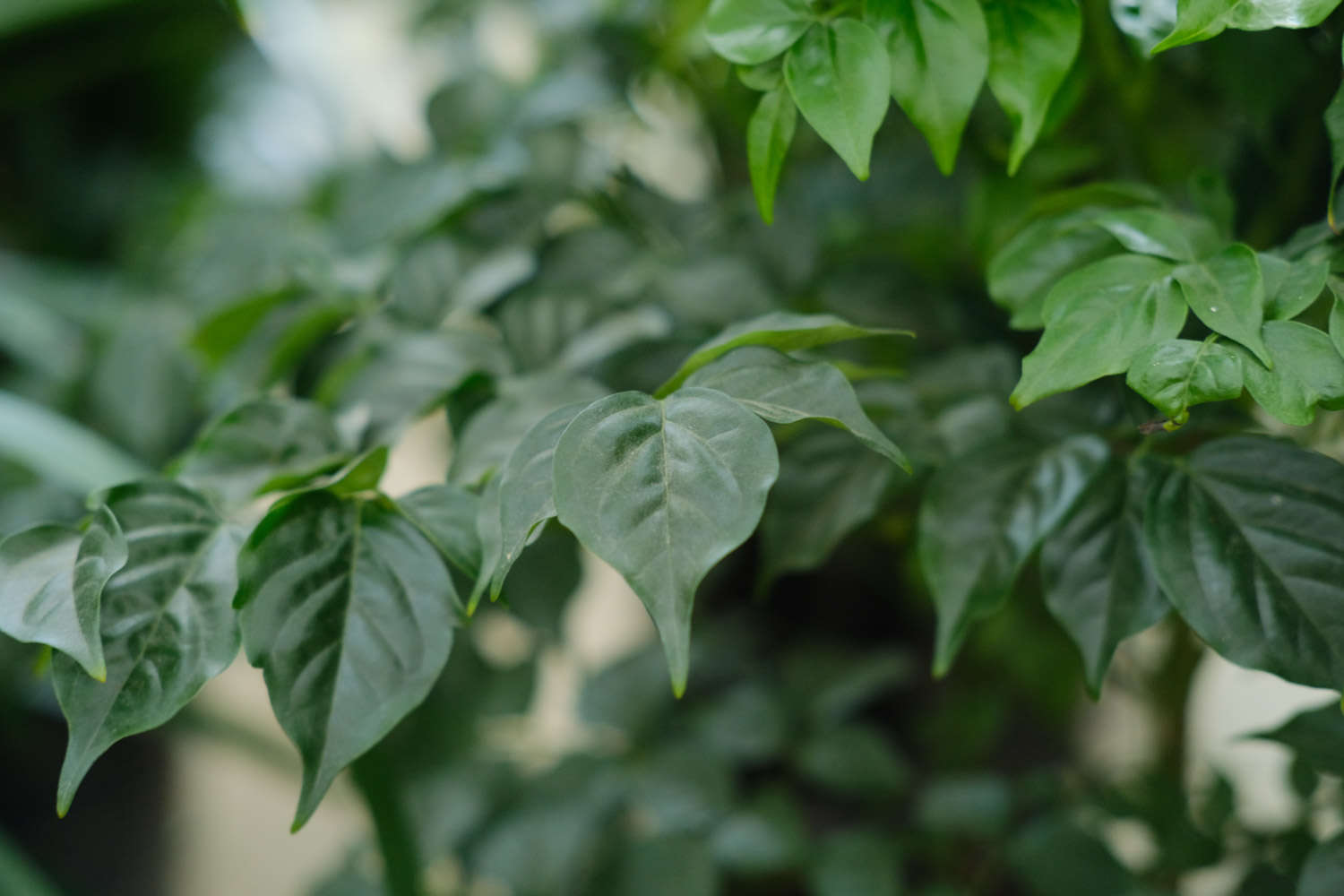 火狐电竞绿植种类(图3)