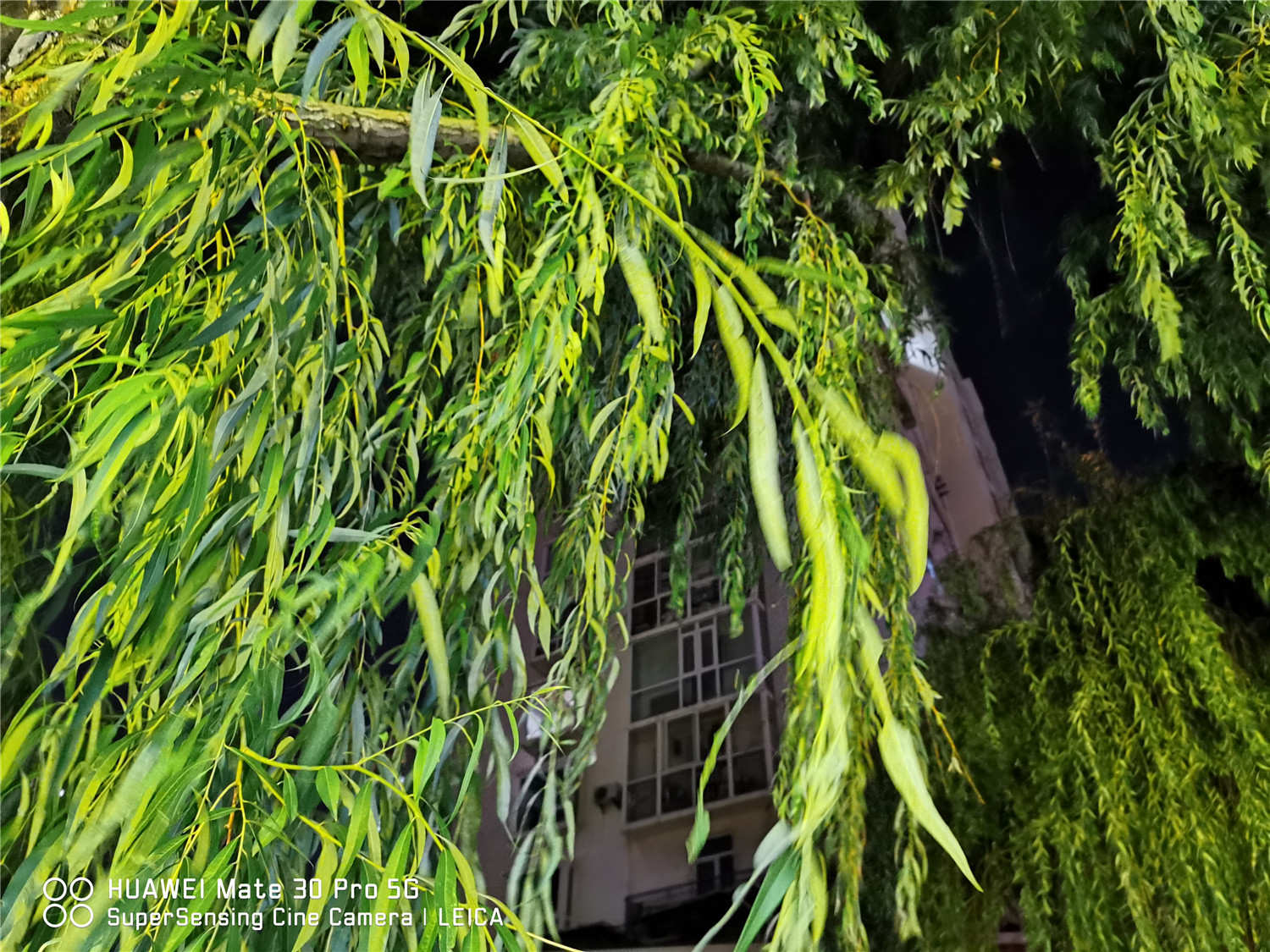 火狐电竞小区植物有哪些(图2)