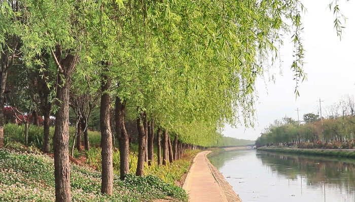 绿化树是什么火狐电竞(图2)