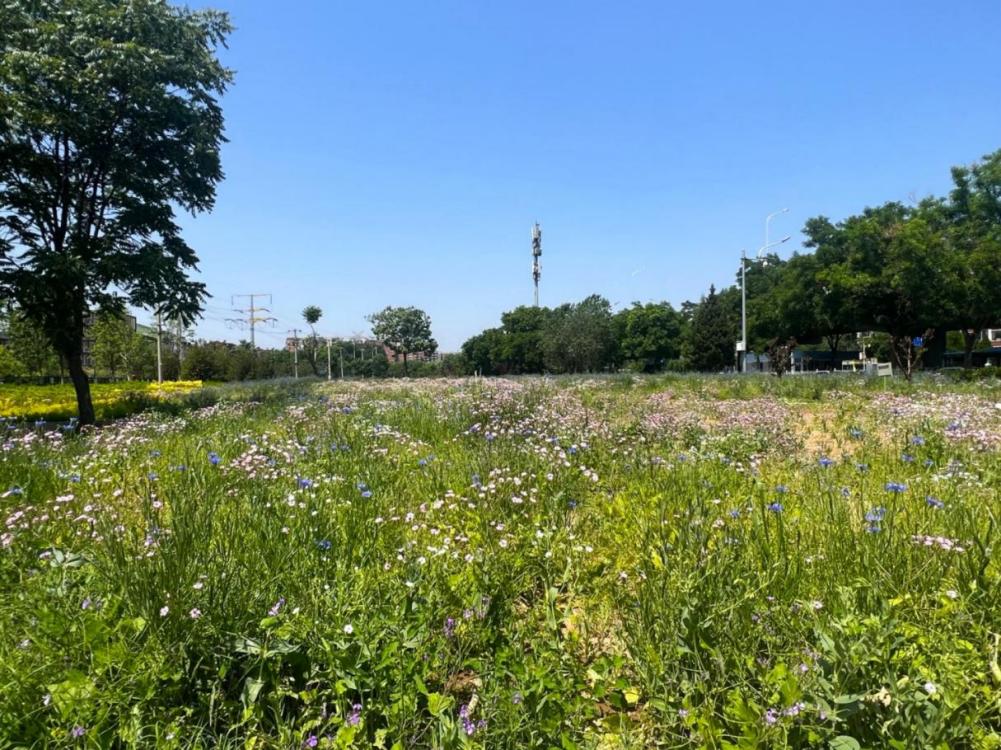 13火狐电竞00多公顷荒地变绿地 海淀区“揭网见绿”提升城市面貌(图2)