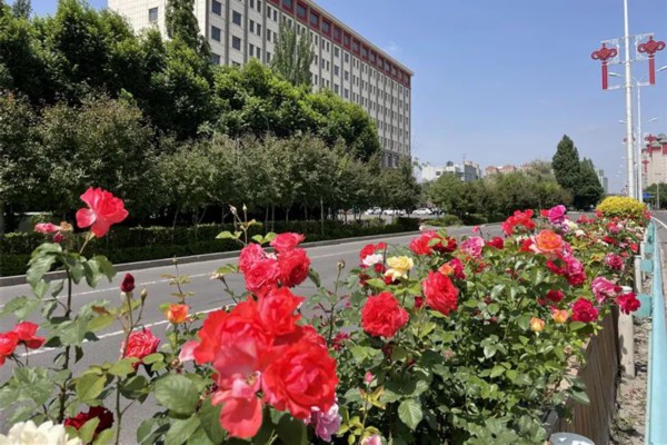 50万余株绿植扮火狐电竞靓霍尔果斯(图4)