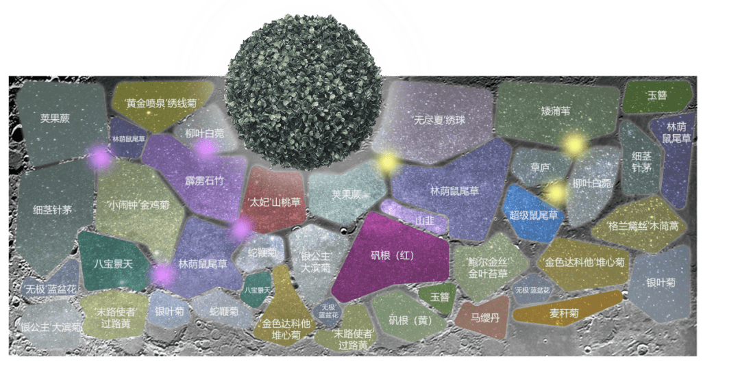 火狐电竞2021级风景园林专业《园林植物应用设计（实习）》课程花境设计成果展(图33)