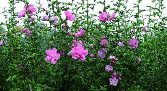 常见园林绿化植物(二)你知道它们的名字吗火狐电竞(图4) 常见园林绿化植物(二)你知道它们的名字吗火狐电竞(图4)
