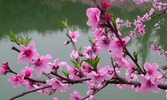 常见园林绿化植物(二)你知道它们的名字吗火狐电竞(图1) 常见园林绿化植物(二)你知道它们的名字吗火狐电竞(图1)