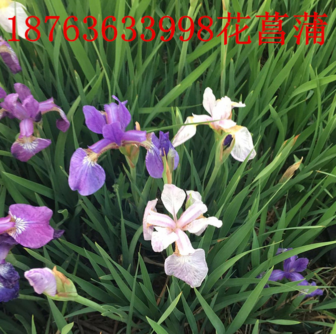 绿化苗木火狐电竞(图2)