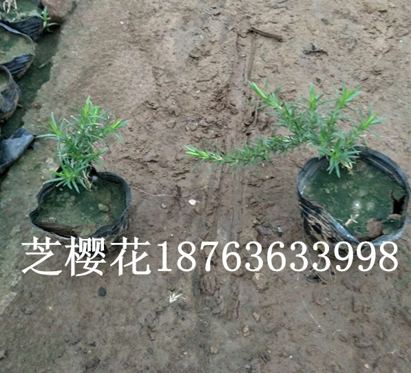 绿化苗木基地苗圃基地火狐电竞(图2)