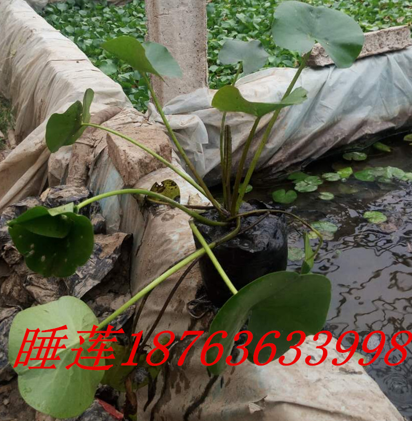 火狐电竞种苗绿化苗木基地(图2)
