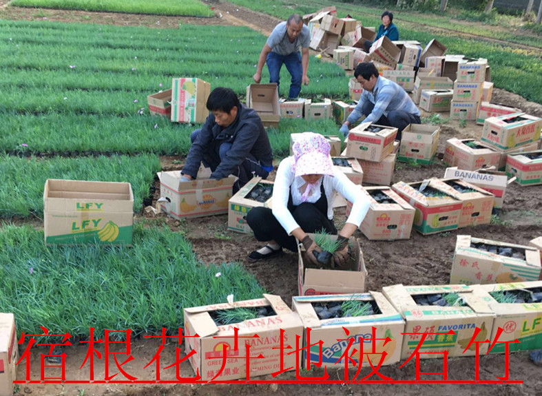 火狐电竞种苗绿化苗木基地(图3)