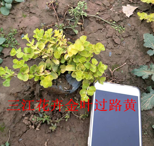 绿化苗木火狐电竞基地信息介绍(图1)