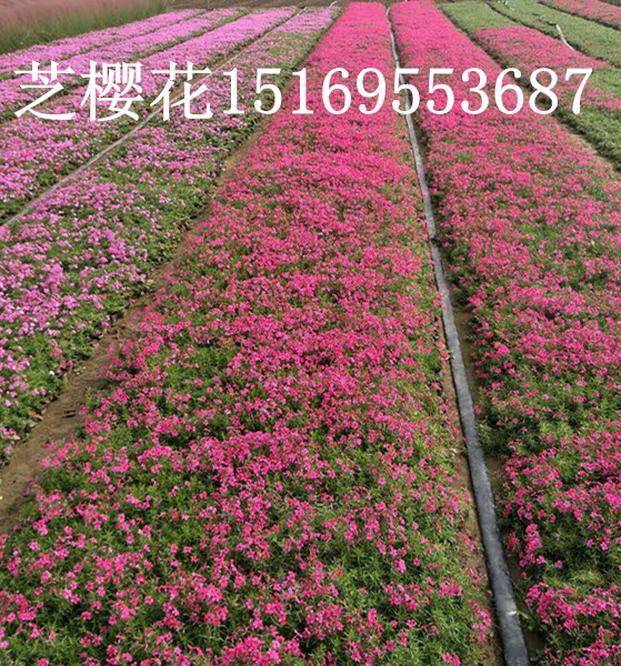 绿化苗木火狐电竞基地信息介绍(图2)