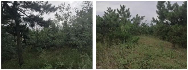 火狐电竞乐享后花园！乳山山头公园独家设计图披露（多图）(图3)