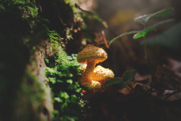 火狐电竞绿化设计说明(银行大楼绿化的设计说明)(图2)