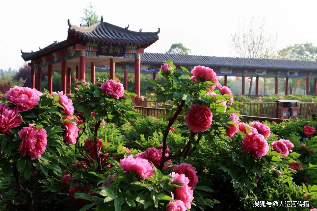 火狐电竞特别策划｜清明时节 运河畔赏花何处去(图3)