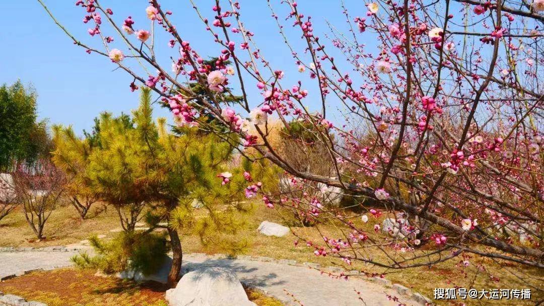 火狐电竞特别策划｜清明时节 运河畔赏花何处去(图2)