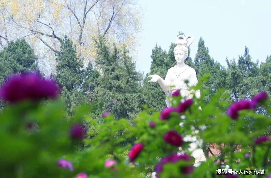火狐电竞特别策划｜清明时节 运河畔赏花何处去(图4)
