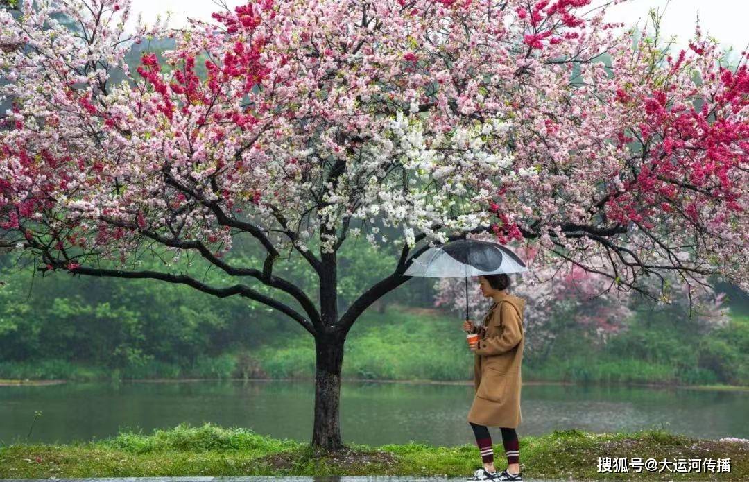 火狐电竞特别策划｜清明时节 运河畔赏花何处去(图6)
