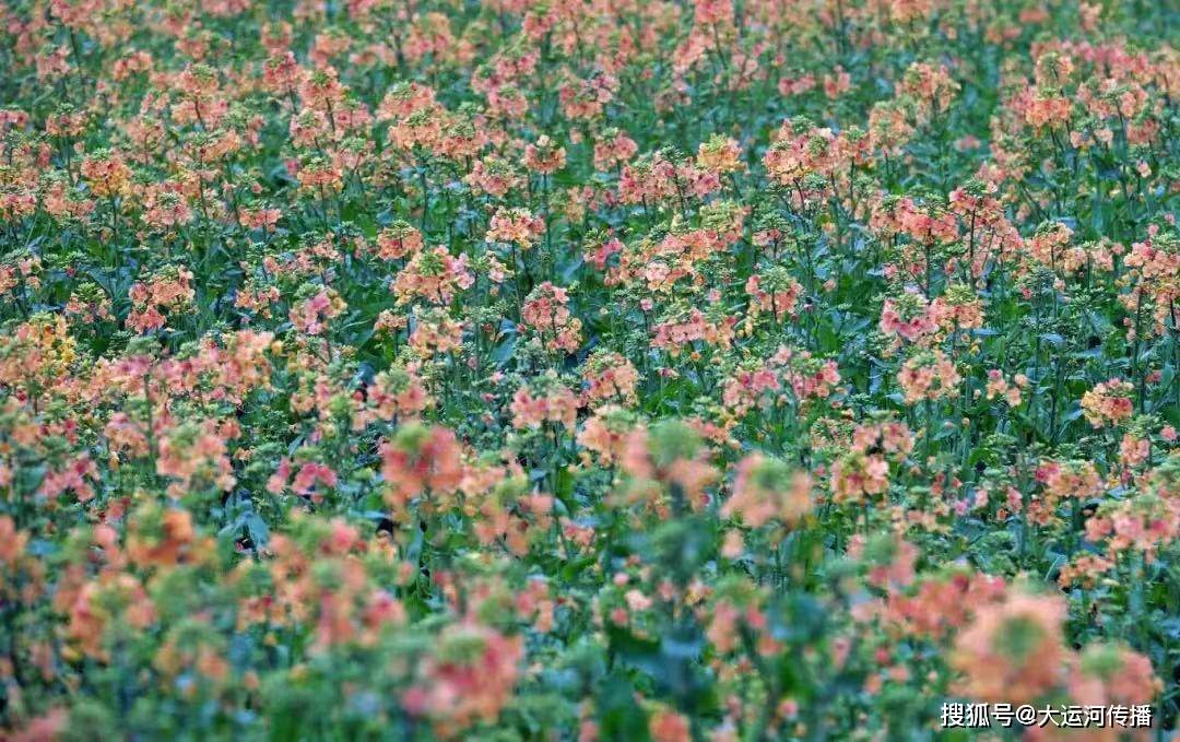 火狐电竞特别策划｜清明时节 运河畔赏花何处去(图8)