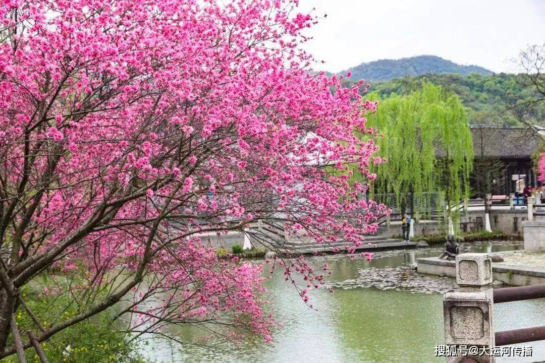 火狐电竞特别策划｜清明时节 运河畔赏花何处去(图9)