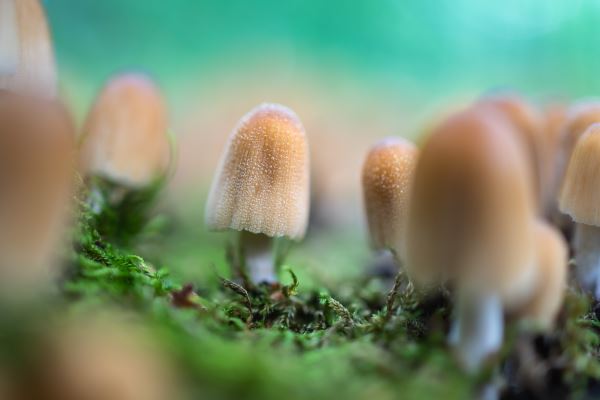 火狐电竞绿化养护公司(园林绿化公司 的经营范围有哪些)(图2)