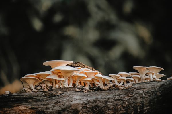 绿化设计理念(校园景观设计理念与原则介绍火狐电竞)(图1)