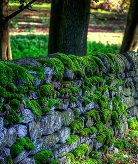 花园越“土”才越有味道！火狐电竞(图1)