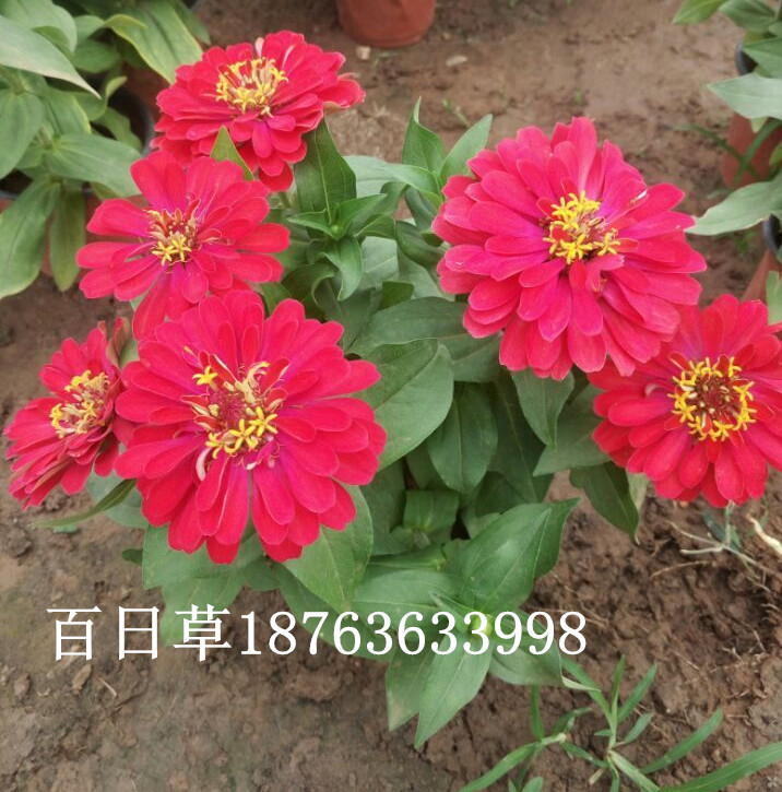 屋顶绿化价火狐电竞格(图1)
