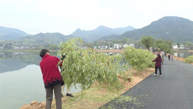 浠水县开展路域绿化提升行动丰富生态底色火狐电竞(图2)
