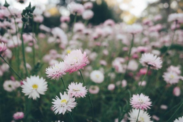 岸边绿化(北方植树节适合种什么树)火狐电竞(图1)
