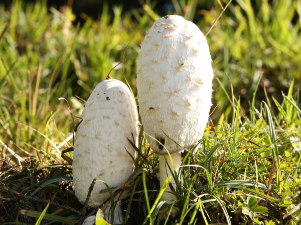 岸边绿化(北方植树节适合种什么树)火狐电竞(图2)